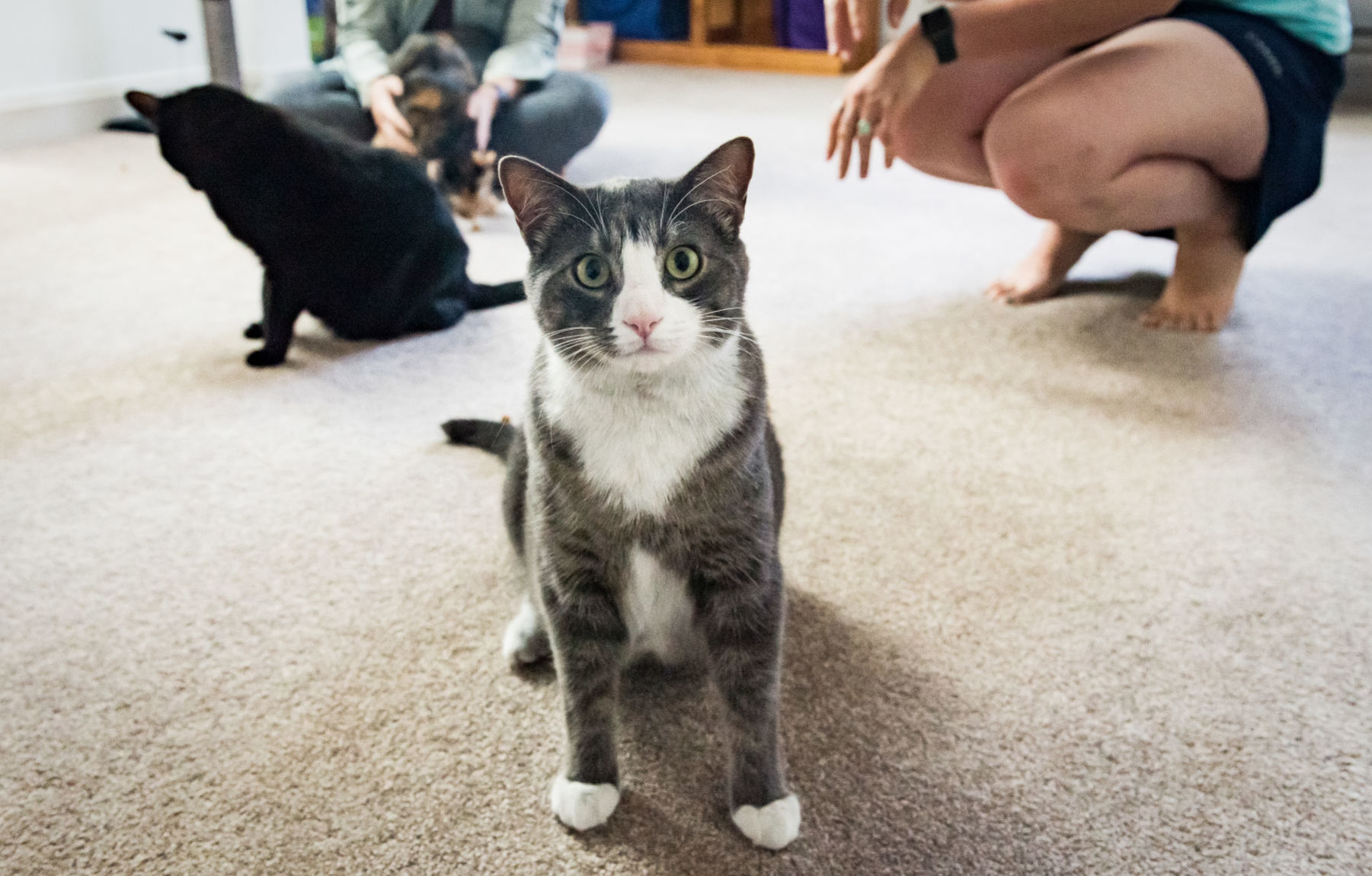 Cats Rescued From House Fire